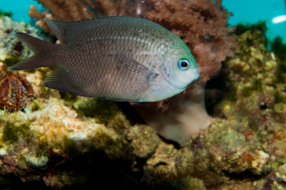 某些野生珊瑚魚類如多刺棘光鰓鯛擁有一套易塑的分子表達機制，從而具備適應未來海洋的酸化環境的能力。